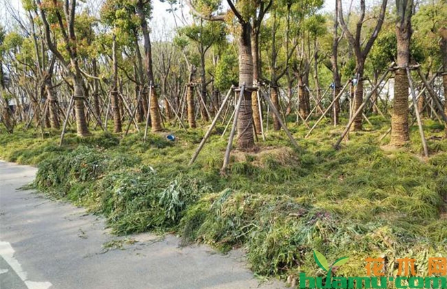 苗木春季发芽入夏却死亡,什么原因? 苗木春季发芽入夏却死亡,什么原因?