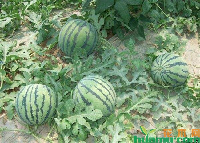 西瓜种植步骤3-田间管理.jpg