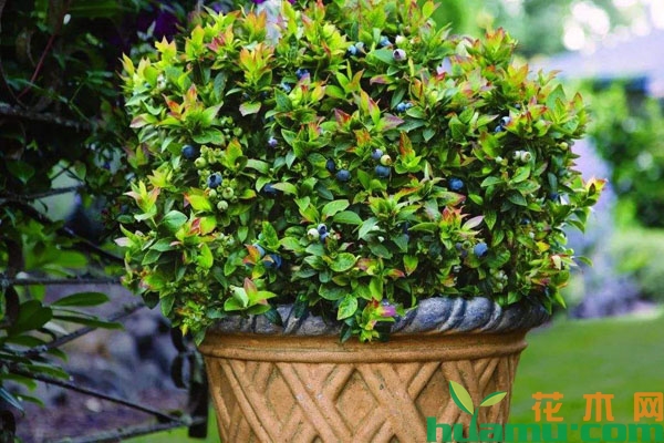 盆栽蓝莓的种植技术