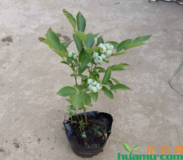 盆栽蓝莓