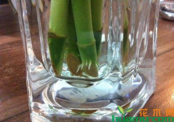 水培富贵竹生根
