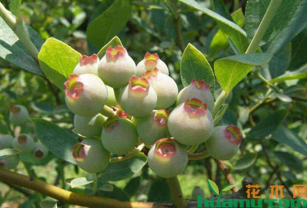 盆栽蓝莓
