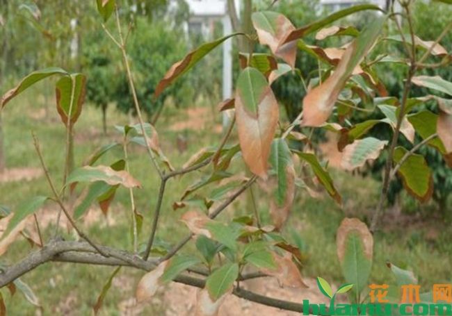 桂花叶枯病症状及防治方法