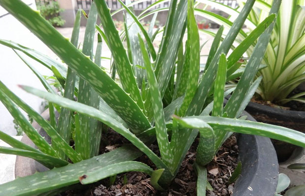 芦荟夏天怎么浇水？不同季节芦荟的养殖方法