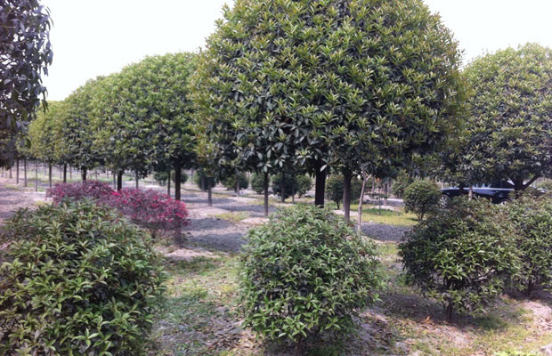苗圃苗木.jpg