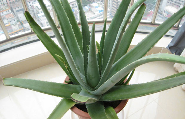 芦荟适合在室内养殖吗？芦荟的夏季日常养护方法