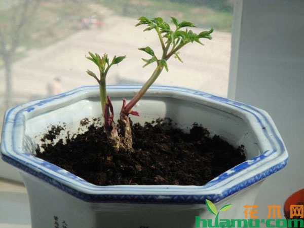 芍药小苗