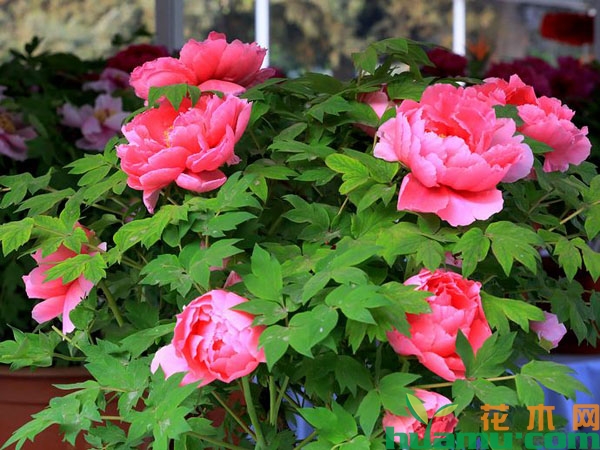 盆栽芍药