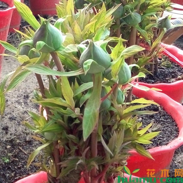 芍药花花苞