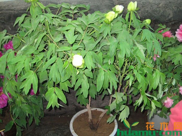 芍药盆栽