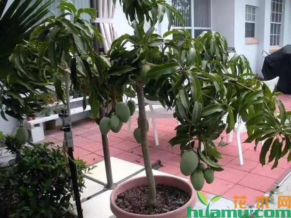 芒果盆栽的种植技术