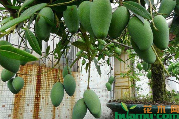 芒果盆栽