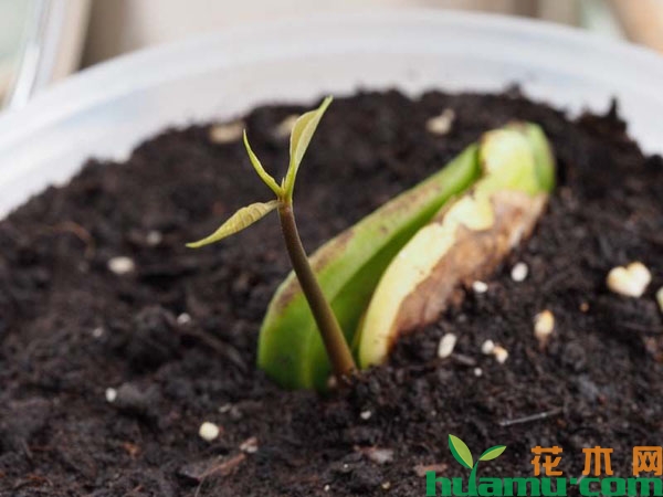 发芽的芒果种子