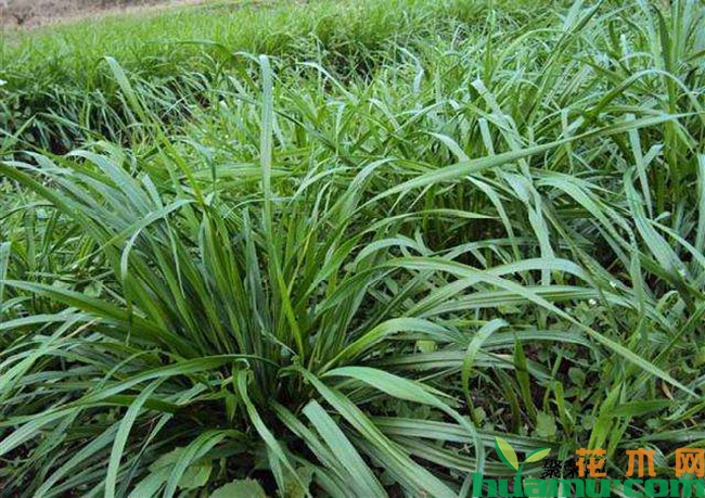黑麦草种植方法和管理技术