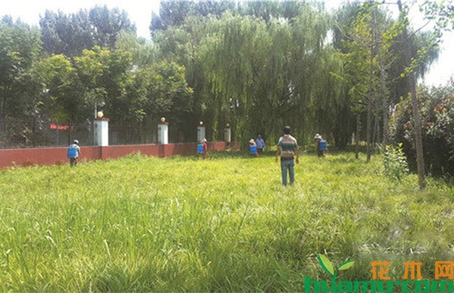 草坪除草剂选择8条注意