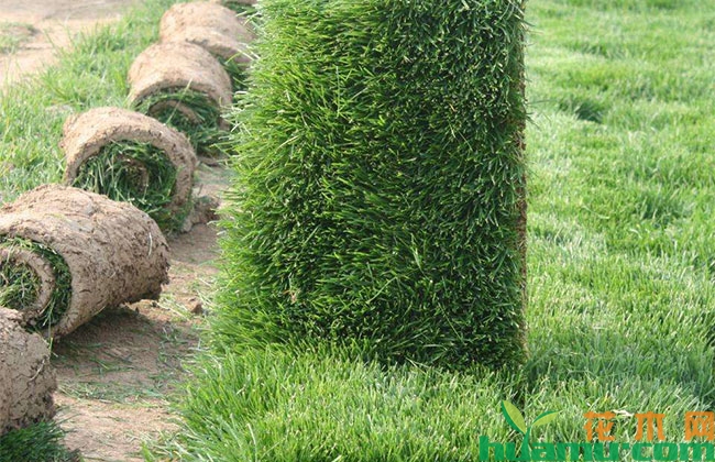 草坪除草剂选择8条注意 草坪除草剂选择8条注意
