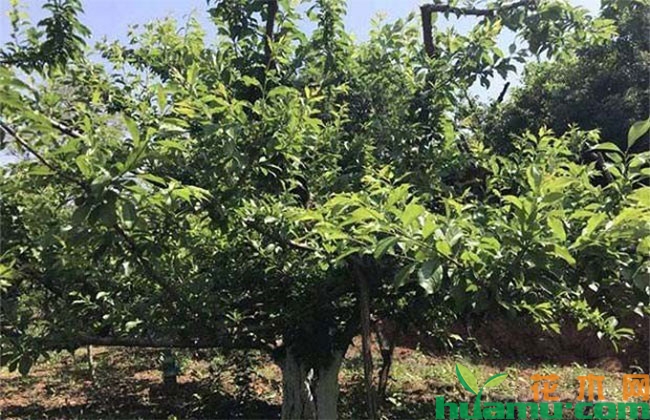 夏季苗圃管理有哪些养护措施? 夏季苗圃管理有哪些养护措施?