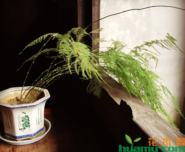 文竹
