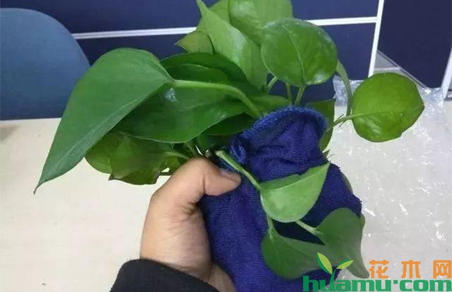 湿毛巾“捂”茎，绿萝一星期长出大白根