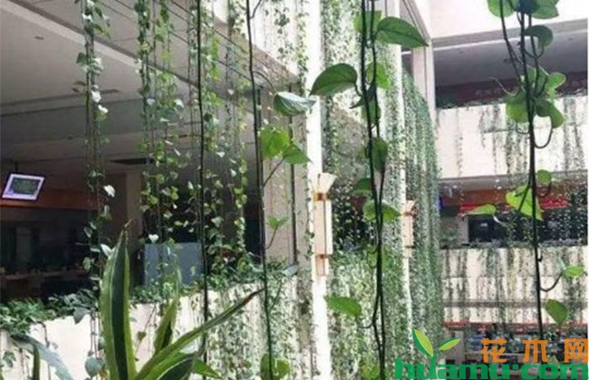 绿萝这样养护长得快,2个月长成“水帘瀑布” 绿萝这样养护长得快,2个月长成“水帘瀑布”