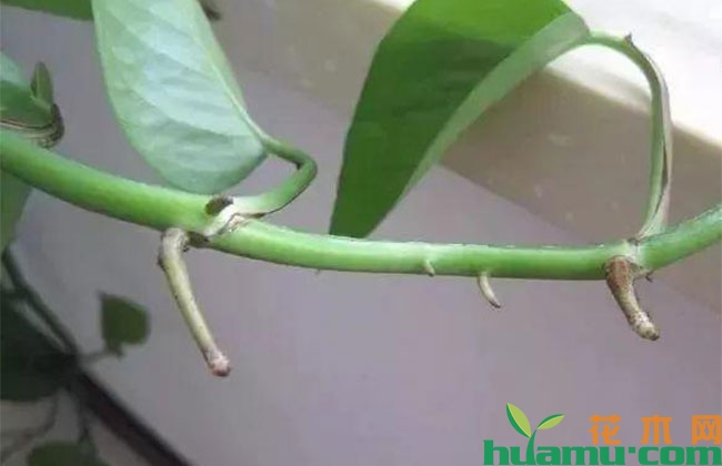 湿毛巾“捂”茎,绿萝一星期长出大白根 湿毛巾“捂”茎,绿萝一星期长出大白根