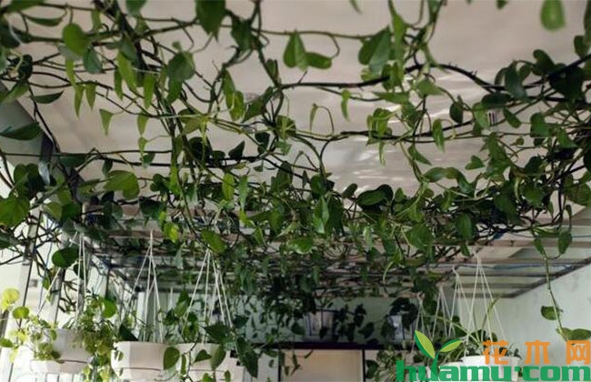 绿萝这样养护长得快,2个月长成“水帘瀑布” 绿萝这样养护长得快,2个月长成“水帘瀑布”
