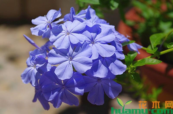 蓝雪花