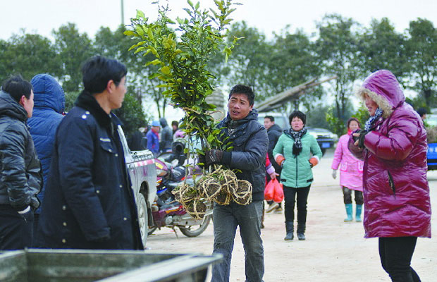 苗木谈价“袖里乾坤”的时代已经过去？
