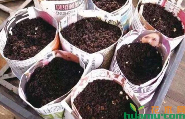 教你用旧报纸、鸡蛋壳、破油桶种花，半个月出芽百分百成活