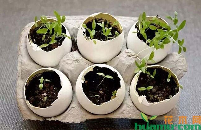 教你用旧报纸、鸡蛋壳、破油桶种花,半个月出芽百分百成活 教你用旧报纸、鸡蛋壳、破油桶种花,半个月出芽百分百成活