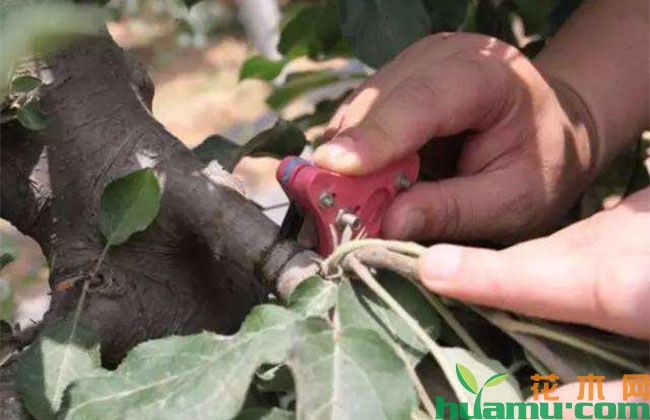夏季高温期苹果树管理重点 夏季高温期苹果树管理重点