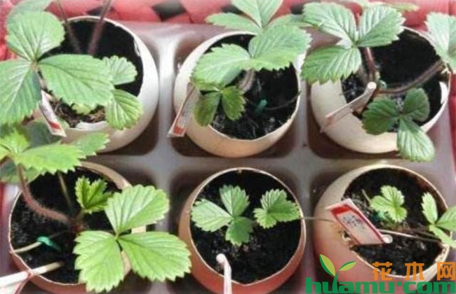 教你用旧报纸、鸡蛋壳、破油桶种花,半个月出芽百分百成活 教你用旧报纸、鸡蛋壳、破油桶种花,半个月出芽百分百成活