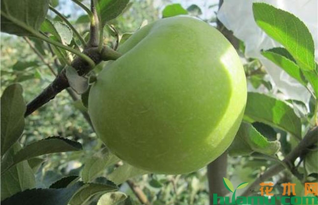夏季高温期苹果树管理重点 夏季高温期苹果树管理重点