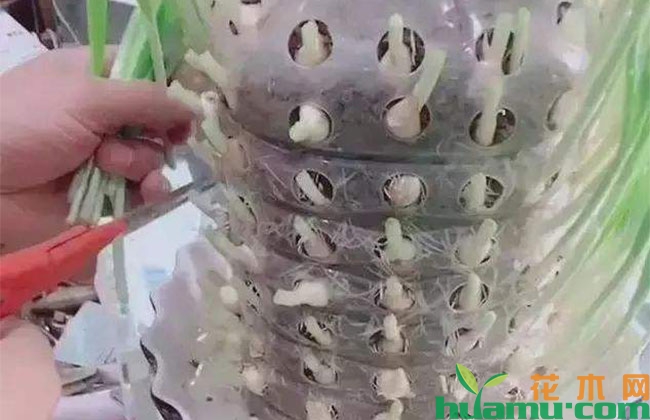 教你用旧报纸、鸡蛋壳、破油桶种花,半个月出芽百分百成活 教你用旧报纸、鸡蛋壳、破油桶种花,半个月出芽百分百成活