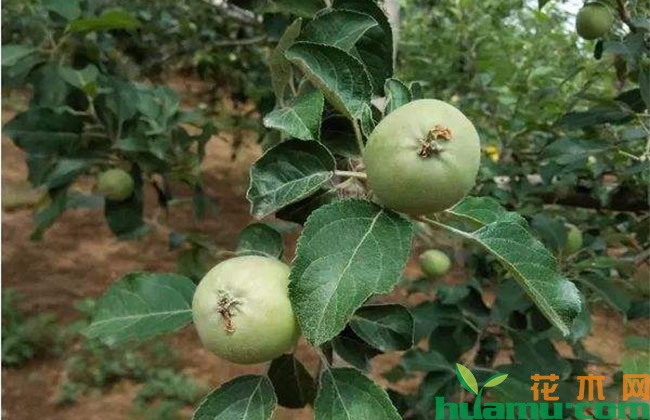 夏季高温期苹果树管理重点 夏季高温期苹果树管理重点