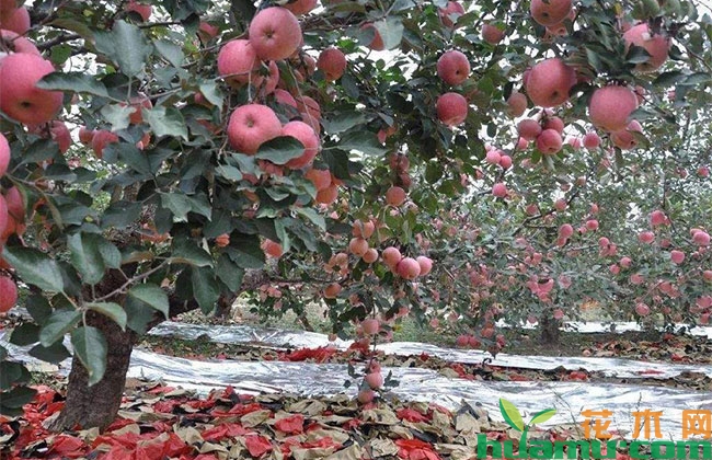 夏季高温期苹果树管理重点 夏季高温期苹果树管理重点