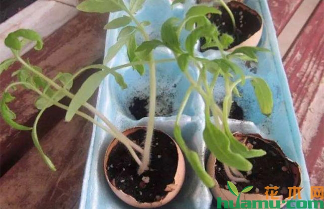 教你用旧报纸、鸡蛋壳、破油桶种花,半个月出芽百分百成活 教你用旧报纸、鸡蛋壳、破油桶种花,半个月出芽百分百成活