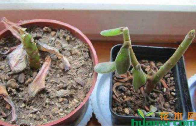 养花土壤板结怎么办? 养花土壤板结怎么办?