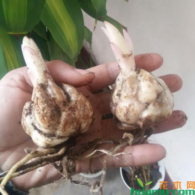 百合花开后养球留种方法