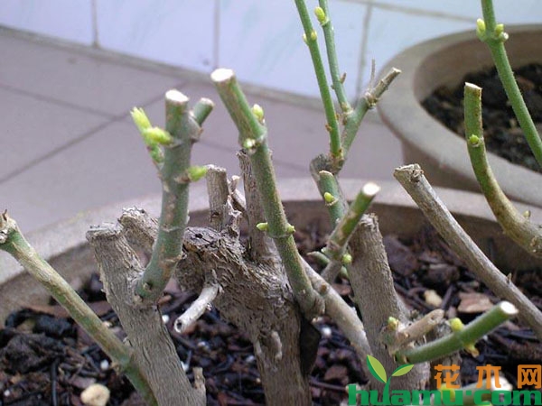 盆栽茉莉花修剪方法