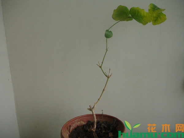 盆栽茉莉花