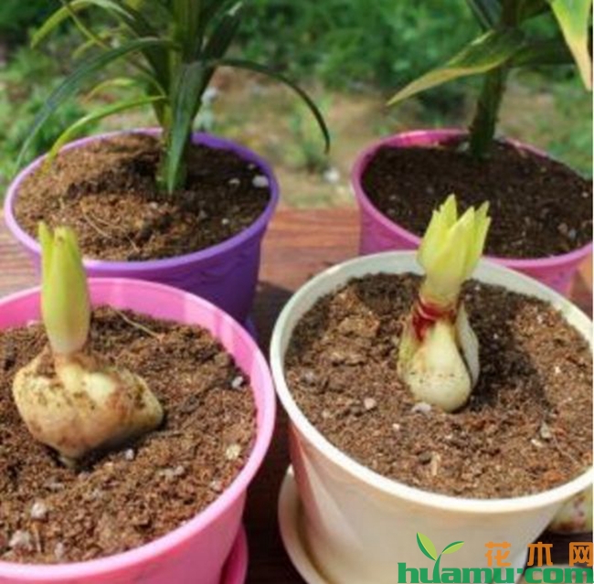 网购百合种球种植技术.jpg
