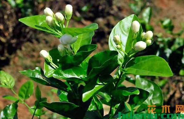 茉莉花