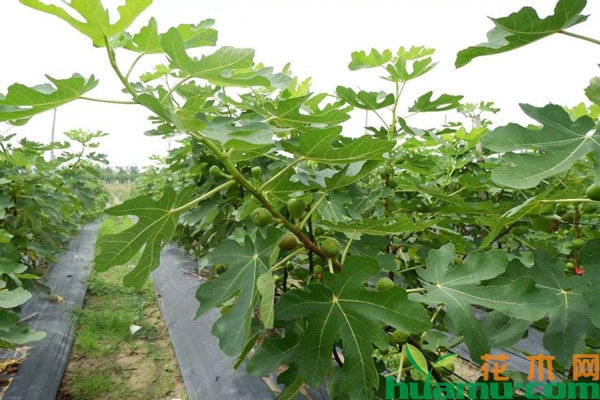 无花果的种植技术