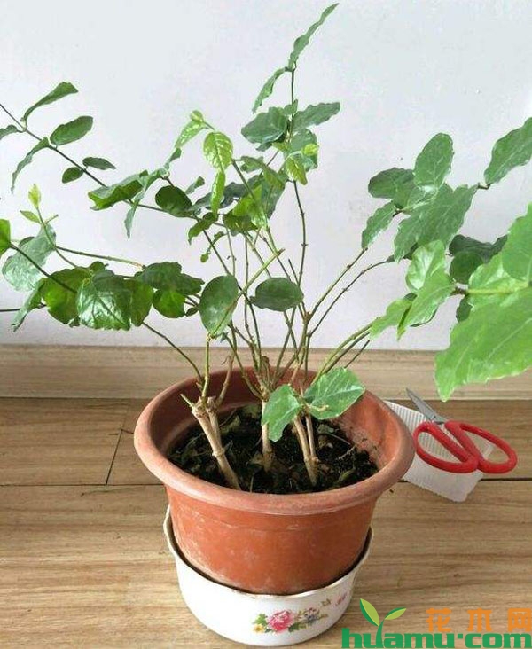 茉莉花修剪