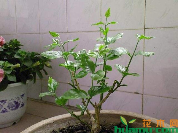 茉莉花