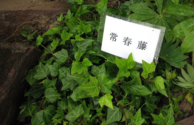 20150408H4427_Znxa4.jpg