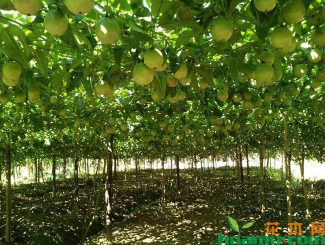 百香果树苗种植管理技术