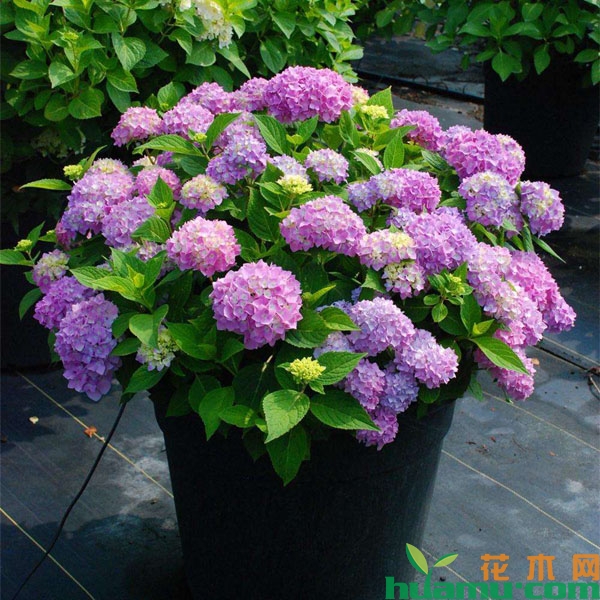 绣球盆栽