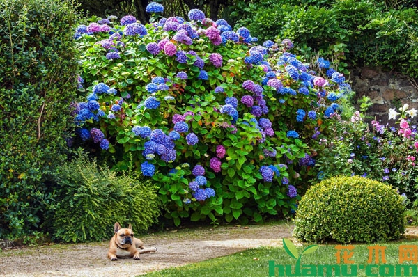 绣球花